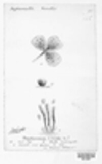 Cymadothea trifolii image